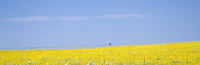 Sunflowers on the Plains